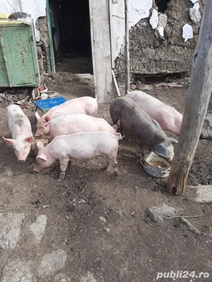 vand porci tuate marimile 17 lei negociabil