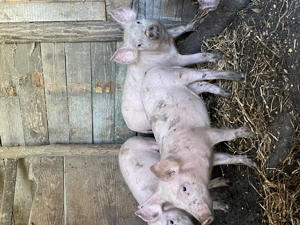 Purcei de vânzare 3 luni - imagine 3 Purcei de vânzare 3 luni - imagine 3