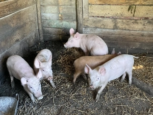 Purcei de vânzare 3 luni - imagine 2 Purcei de vânzare 3 luni - imagine 2