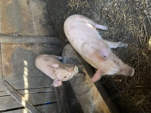 Purcei de vânzare 3 luni - imagine 4 Purcei de vânzare 3 luni - imagine 4