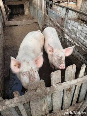 vand porci tuate marimile 17 lei negociabil - imagine 2