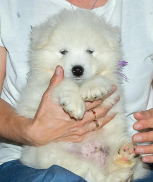 3 puiţi de Samoyed cu pedigree din parinţi campioni îşi caută familia potrivită! - imagine 3