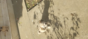 Vand catel bishon fetita - imagine 2 Vand catel bishon fetita - imagine 2