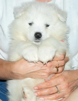 3 puiţi de Samoyed cu pedigree din parinţi campioni îşi caută familia potrivită! - imagine 2
