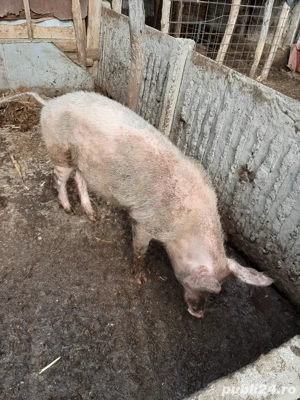 vand porci tuate marimile 17 lei negociabil - imagine 3