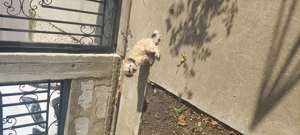 Vand catel bishon fetita - imagine 3 Vand catel bishon fetita - imagine 3