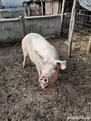 vand porci tuate marimile 17 lei negociabil - imagine 4