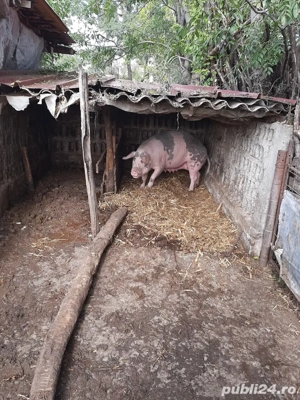 vand porci tuate marimile 17 lei negociabil - imagine 5