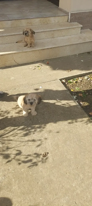 Vand catel bishon fetita