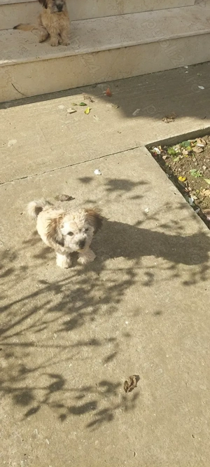 Vand catel bishon fetita - imagine 2