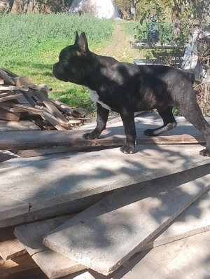 Buldog francez!!