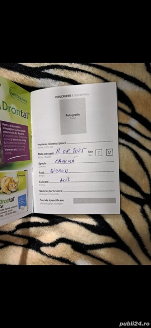 pui bichon maltese - imagine 4 pui bichon maltese - imagine 4