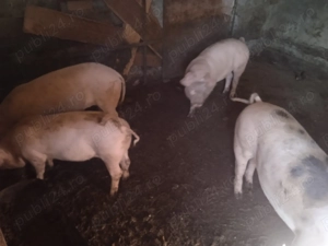 Vând purcei pietreni  - imagine 4