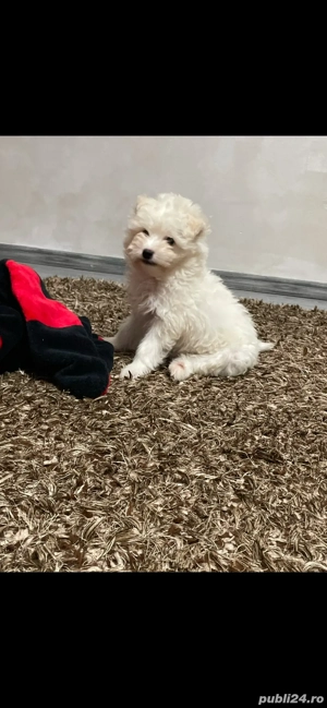 pui bichon maltese - imagine 3 pui bichon maltese - imagine 3