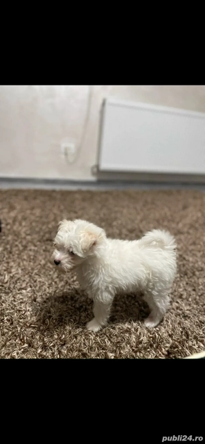 pui bichon maltese - imagine 2 pui bichon maltese - imagine 2