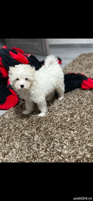 pui bichon maltese - imagine 5 pui bichon maltese - imagine 5