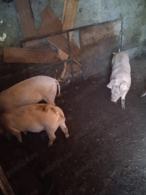 Vând purcei pietreni