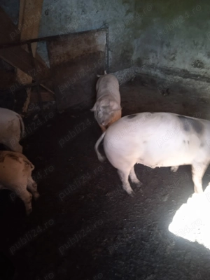 Vând purcei pietreni  - imagine 5