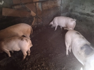 Vând purcei pietreni  - imagine 3