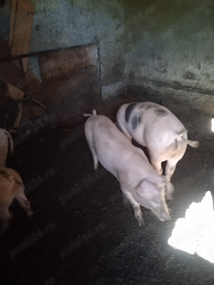 Vând purcei pietreni  - imagine 2