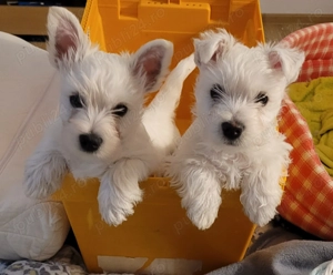 Pui din rasa Westie Terrier
