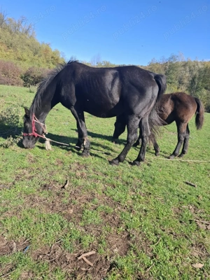 Vând iapa neagră cu mânză neagră specială 