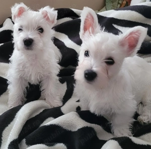 Pui din rasa Westie Terrier - imagine 3