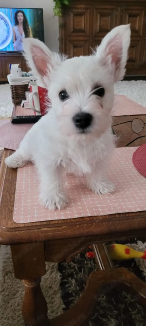 Pui din rasa Westie Terrier - imagine 2