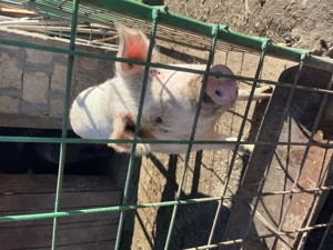 Vand scrofița alba, 130kg