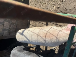 Vand scrofița alba, 130kg - imagine 3