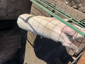 Vand scrofița alba, 130kg - imagine 2