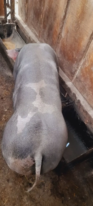 Vand grasun      ... - imagine 2