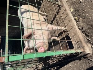 Vand scrofița alba, 130kg - imagine 4