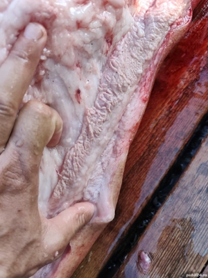 Porci de carne Duroc Pietran și Landrance  - imagine 4