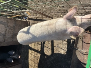 Vand scrofița alba, 130kg - imagine 5