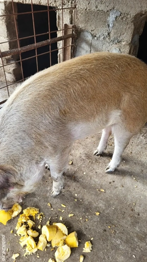 Duroc de Carne  - imagine 2 Duroc de Carne  - imagine 2