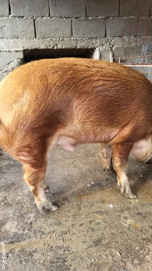 Duroc de Carne  - imagine 3 Duroc de Carne  - imagine 3