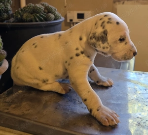 dalmatieni catei - imagine 2 dalmatieni catei - imagine 2