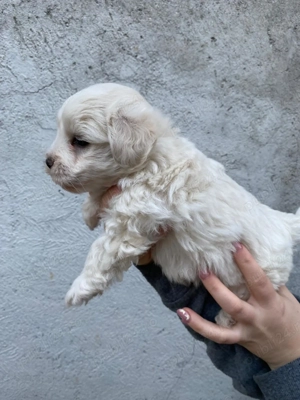 Bichon maltez 5 săptămâni 