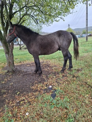 Vând mânz sur  - imagine 4