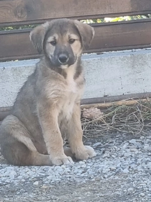 Donez catelusa metis ciobanesc  