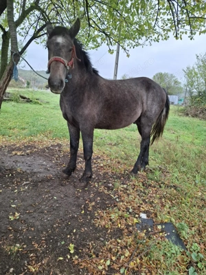 Vând mânz sur  - imagine 3