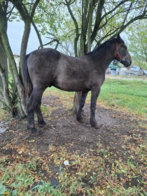 Vând mânz sur  - imagine 2