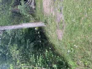 Teren intravilan Voineasa 15 euro mp - imagine 5