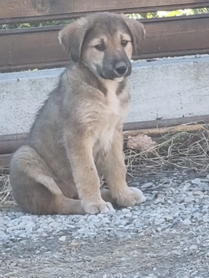 Donez catelusa metis ciobanesc   - imagine 3