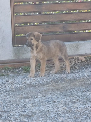 Donez catelusa metis ciobanesc   - imagine 2