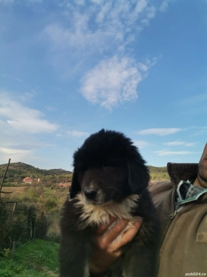 Ciobănesc de Bucovina  - imagine 4 Ciobănesc de Bucovina  - imagine 4