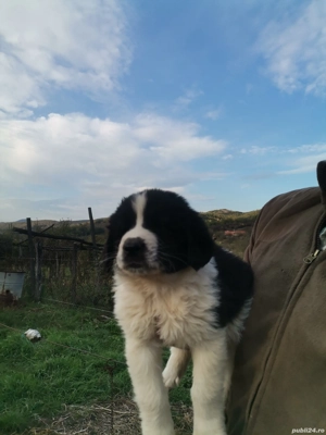 Ciobănesc de Bucovina  - imagine 5 Ciobănesc de Bucovina  - imagine 5