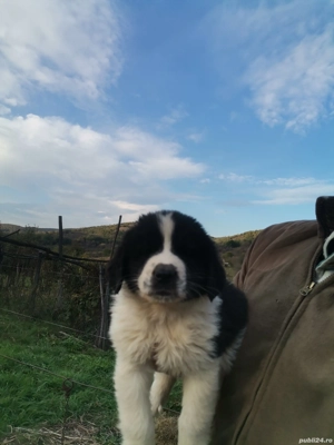 Ciobănesc de Bucovina  - imagine 2 Ciobănesc de Bucovina  - imagine 2