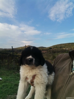 Ciobănesc de Bucovina  - imagine 3 Ciobănesc de Bucovina  - imagine 3